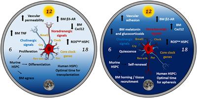 The Autonomic Nervous System Pulls the Strings to Coordinate Circadian HSC Functions